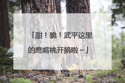 甜！脆！武平这里的鹰嘴桃开摘啦～