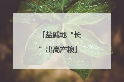 盐碱地“长”出高产粮