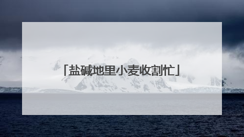 盐碱地里小麦收割忙