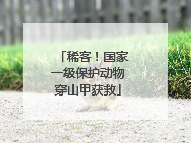 稀客！国家一级保护动物穿山甲获救