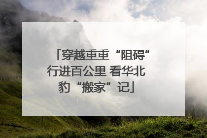 穿越重重“阻碍”行进百公里 看华北豹“搬家”记