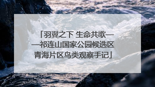 羽翼之下 生命共歌——祁连山国家公园候选区青海片区鸟类观察手记
