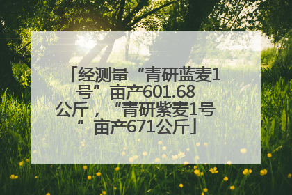经测量“青研蓝麦1号”亩产601.68公斤，“青研紫麦1号”亩产671公斤