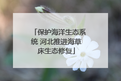 保护海洋生态系统 河北推进海草床生态修复
