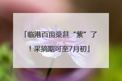 临港百亩桑葚“紫”了！采摘期可至7月初