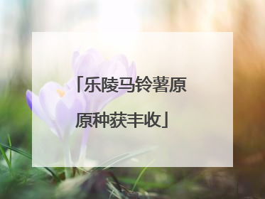 乐陵马铃薯原原种获丰收
