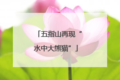 五指山再现“水中大熊猫”