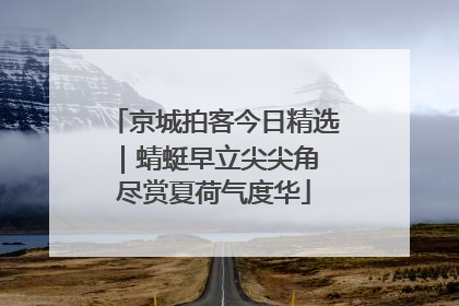 京城拍客今日精选｜蜻蜓早立尖尖角 尽赏夏荷气度华