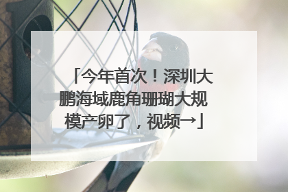 今年首次！深圳大鹏海域鹿角珊瑚大规模产卵了，视频→