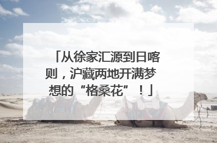 从徐家汇源到日喀则，沪藏两地开满梦想的“格桑花”！