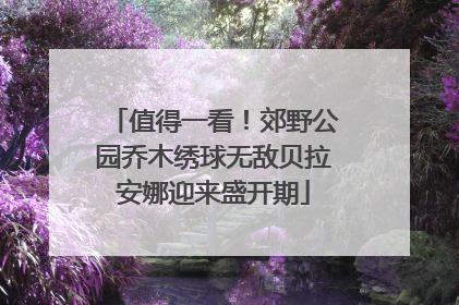 值得一看！郊野公园乔木绣球无敌贝拉安娜迎来盛开期