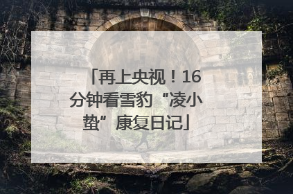 再上央视！16分钟看雪豹“凌小蛰”康复日记