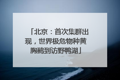 北京：首次集群出现，世界极危物种黄胸鹀到访野鸭湖