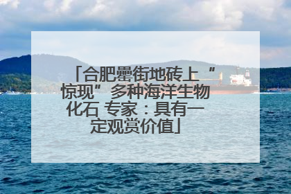合肥罍街地砖上“惊现”多种海洋生物化石 专家：具有一定观赏价值