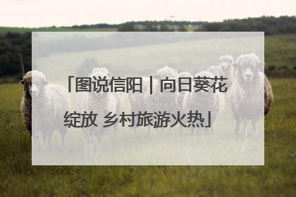 图说信阳｜向日葵花绽放 乡村旅游火热