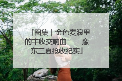 图集｜金色麦浪里的丰收交响曲——豫东三夏抢收纪实