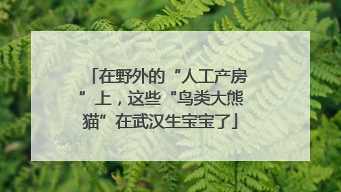 在野外的“人工产房”上，这些“鸟类大熊猫”在武汉生宝宝了