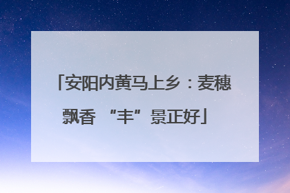 安阳内黄马上乡：麦穗飘香 “丰”景正好