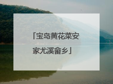 宝岛黄花菜安家尤溪畲乡