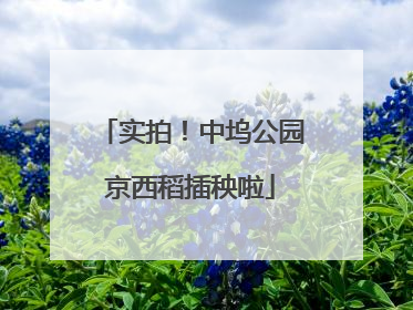 实拍！中坞公园京西稻插秧啦