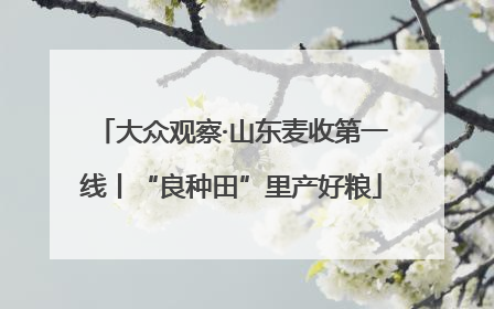 大众观察·山东麦收第一线丨“良种田”里产好粮