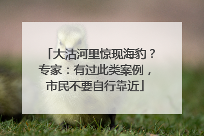 大沽河里惊现海豹？专家：有过此类案例，市民不要自行靠近