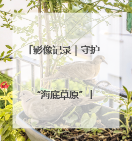 影像记录｜守护“海底草原”