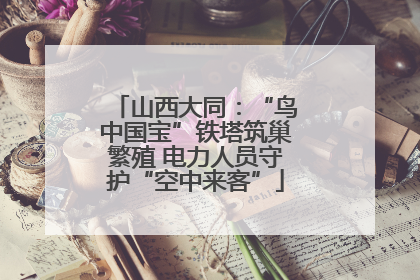 山西大同：“鸟中国宝”铁塔筑巢繁殖 电力人员守护“空中来客”