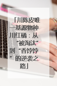 川陈皮唯一基源物种川红橘：从“被淘汰”到“香饽饽”的逆袭之路