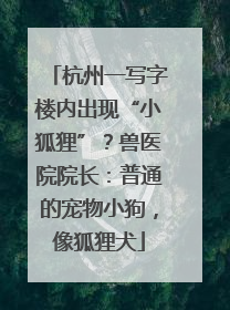 杭州一写字楼内出现“小狐狸”？兽医院院长：普通的宠物小狗，像狐狸犬