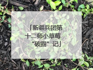 新疆兵团第十二师小草莓“破圈”记