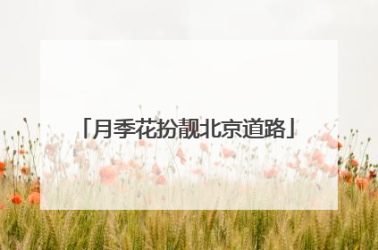 月季花扮靓北京道路