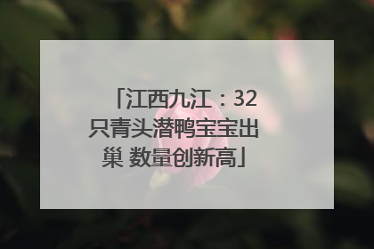 江西九江：32只青头潜鸭宝宝出巢 数量创新高