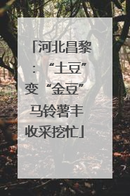河北昌黎：“土豆”变“金豆” 马铃薯丰收采挖忙