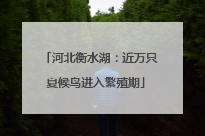 河北衡水湖：近万只夏候鸟进入繁殖期