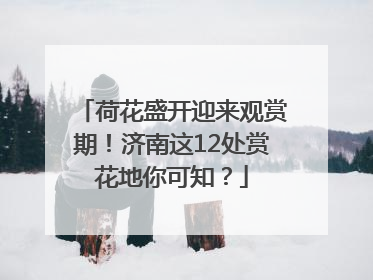 荷花盛开迎来观赏期！济南这12处赏花地你可知？