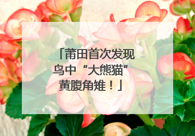 莆田首次发现鸟中“大熊猫”黄腹角雉！