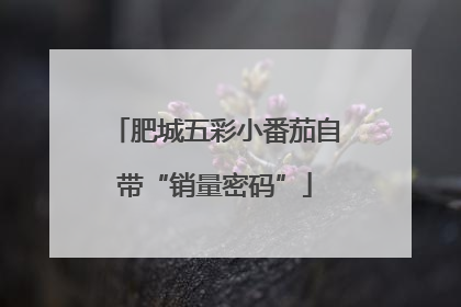 肥城五彩小番茄自带“销量密码”