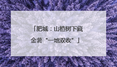 肥城：山楂树下藏金薯“一地双收”