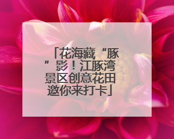 花海藏“豚”影！江豚湾景区创意花田邀你来打卡