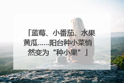 蓝莓、小番茄、水果黄瓜……阳台种小菜悄然变为“种小果”