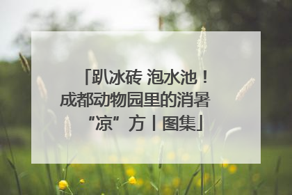 趴冰砖 泡水池！成都动物园里的消暑“凉”方丨图集