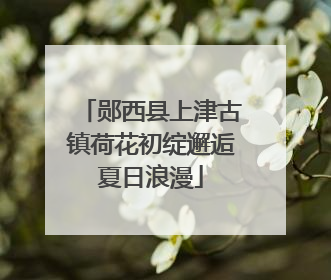 郧西县上津古镇荷花初绽邂逅夏日浪漫