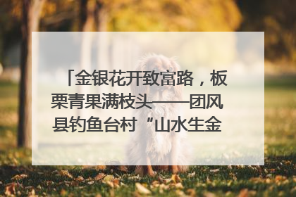 金银花开致富路，板栗青果满枝头——团风县钓鱼台村“山水生金”谱写共富新篇章