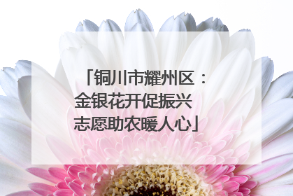 铜川市耀州区：金银花开促振兴 志愿助农暖人心