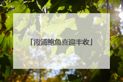 霞浦鲍鱼喜迎丰收