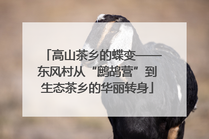 高山茶乡的蝶变——东风村从“鹧鸪营”到生态茶乡的华丽转身